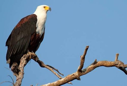 exploring-lake-mburo national park