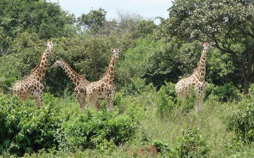 Giraffes-at-Ziwa-Rhinos