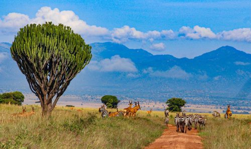 10 Best Places to Visit in Uganda in 2025