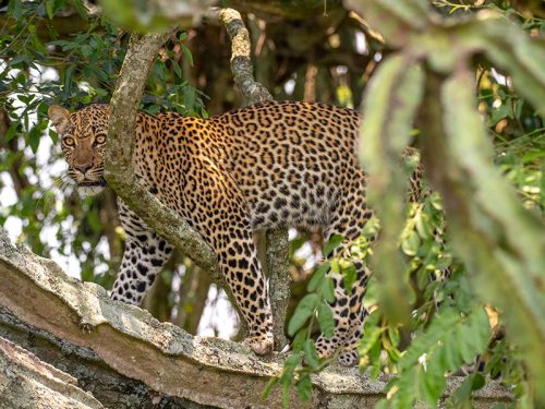exploring-lake-mburo national park