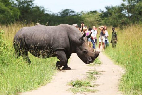 Ziwa-rhino-tracking