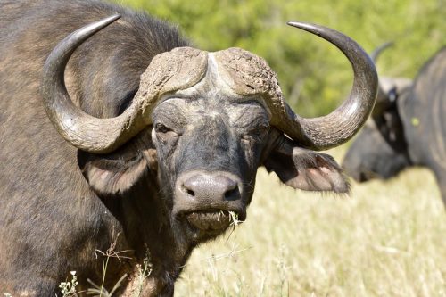 exploring-lake-mburo national park