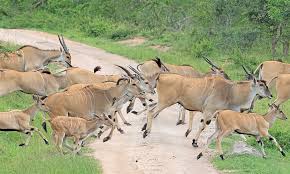 exploring-lake-mburo national park