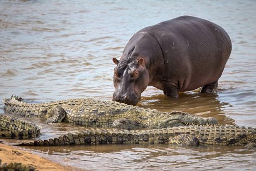exploring-lake-mburo national park
