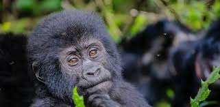 10 Best Places to Visit in Uganda in 2025
