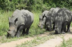 Rhinos in Ziwa