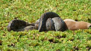 exploring-lake-mburo national park