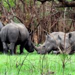 Ziwa-Rhino-Sanctuary