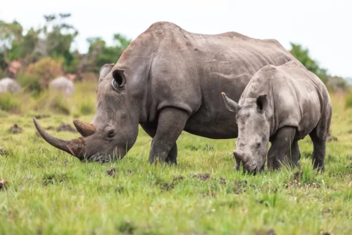 Ziwa-Rhino-Sanctuary