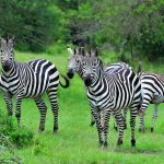 exploring-lake-mburo national park