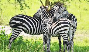 exploring-lake-mburo national park