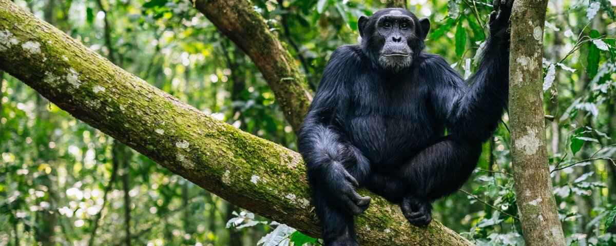 Why Chimpanzee Trekking in Uganda