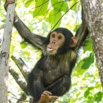 Why Chimpanzee Trekking in Uganda