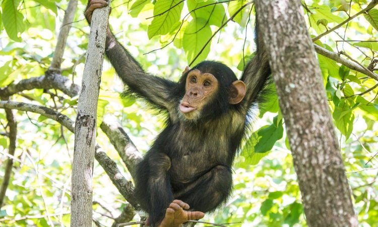 Why Chimpanzee Trekking in Uganda