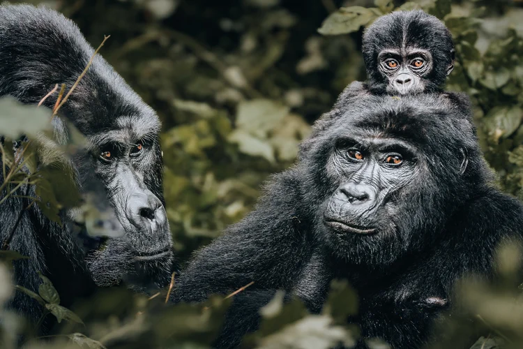 Must do on a Uganda Safari