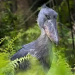 Shoebill Stork in Mabamba Wetland in Mabamba Wetland