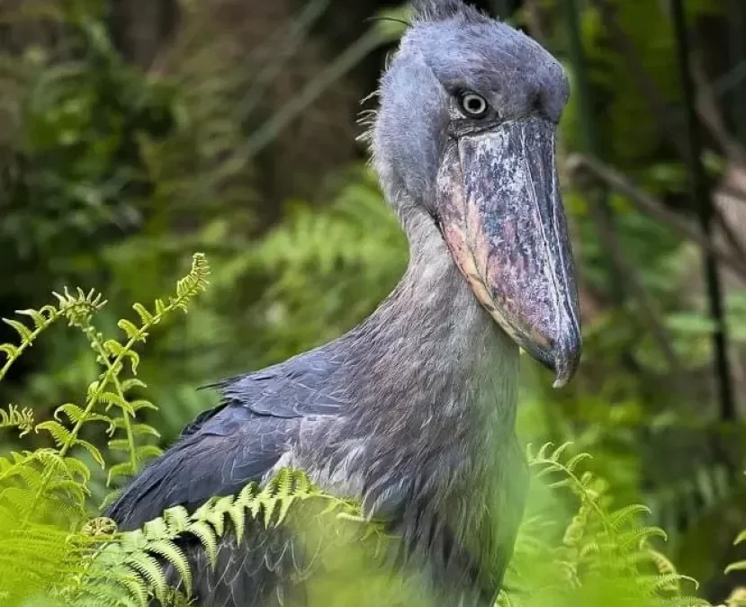 Shoebill Stork in Mabamba Wetland in Mabamba Wetland