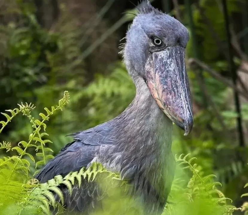 Shoebill Stork in Mabamba Wetland in Mabamba Wetland