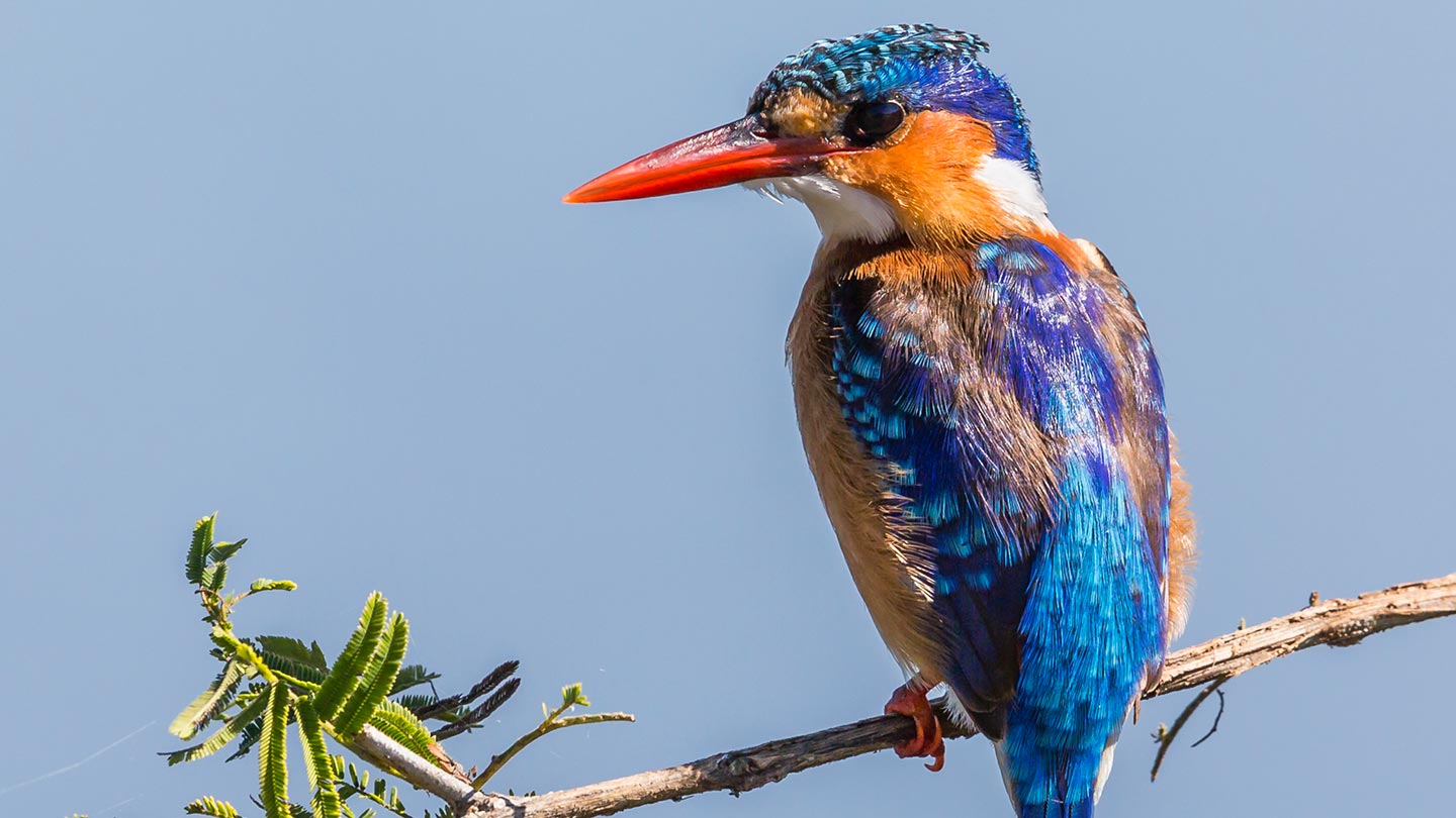 Must do on a Uganda Safari