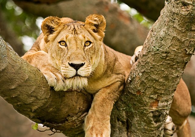 5 Best National Parks in Uganda