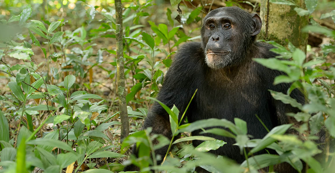 Why Chimpanzee Trekking in Uganda