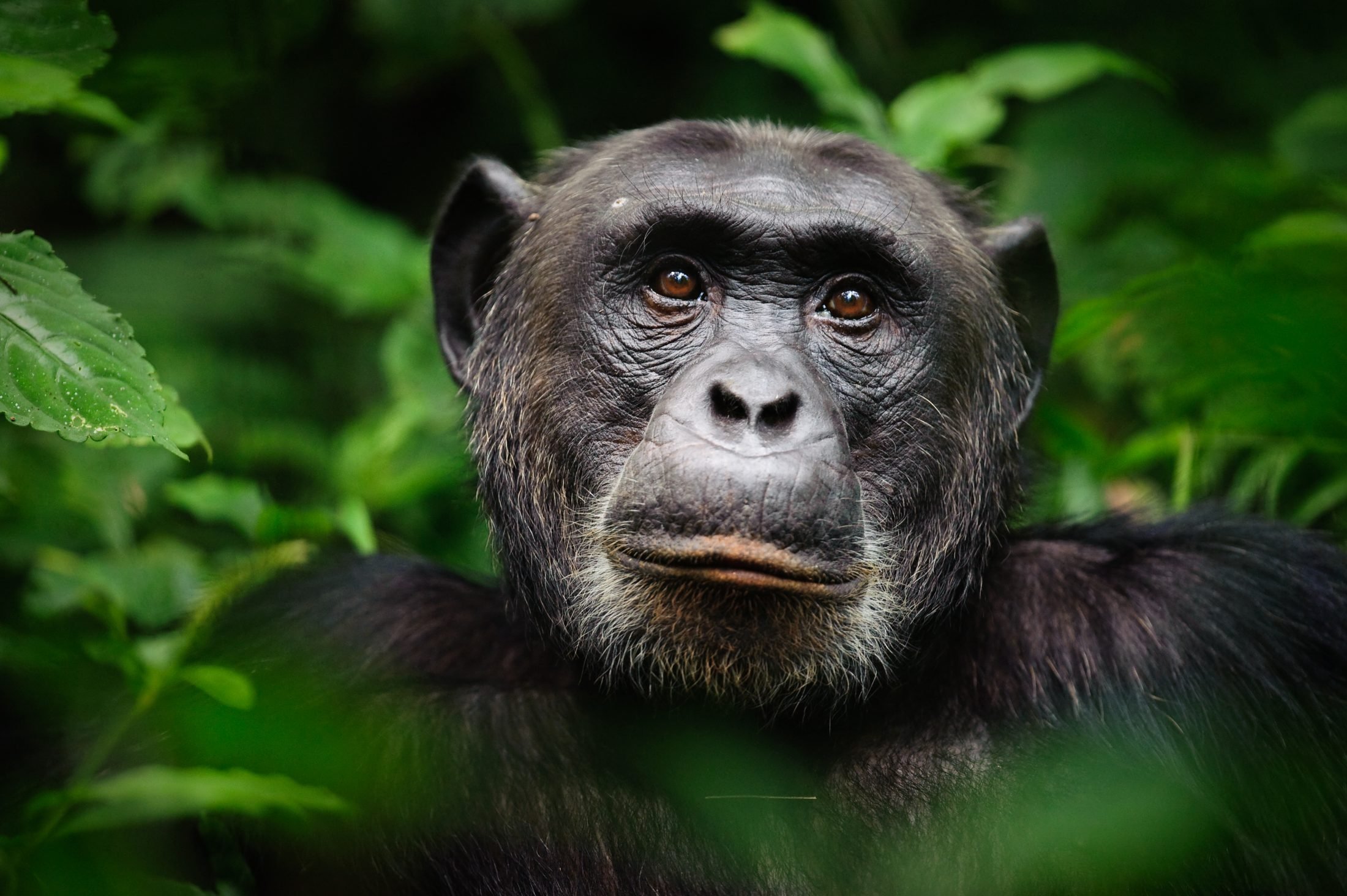 Must do on a Uganda Safari