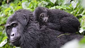 5 Best National Parks in Uganda