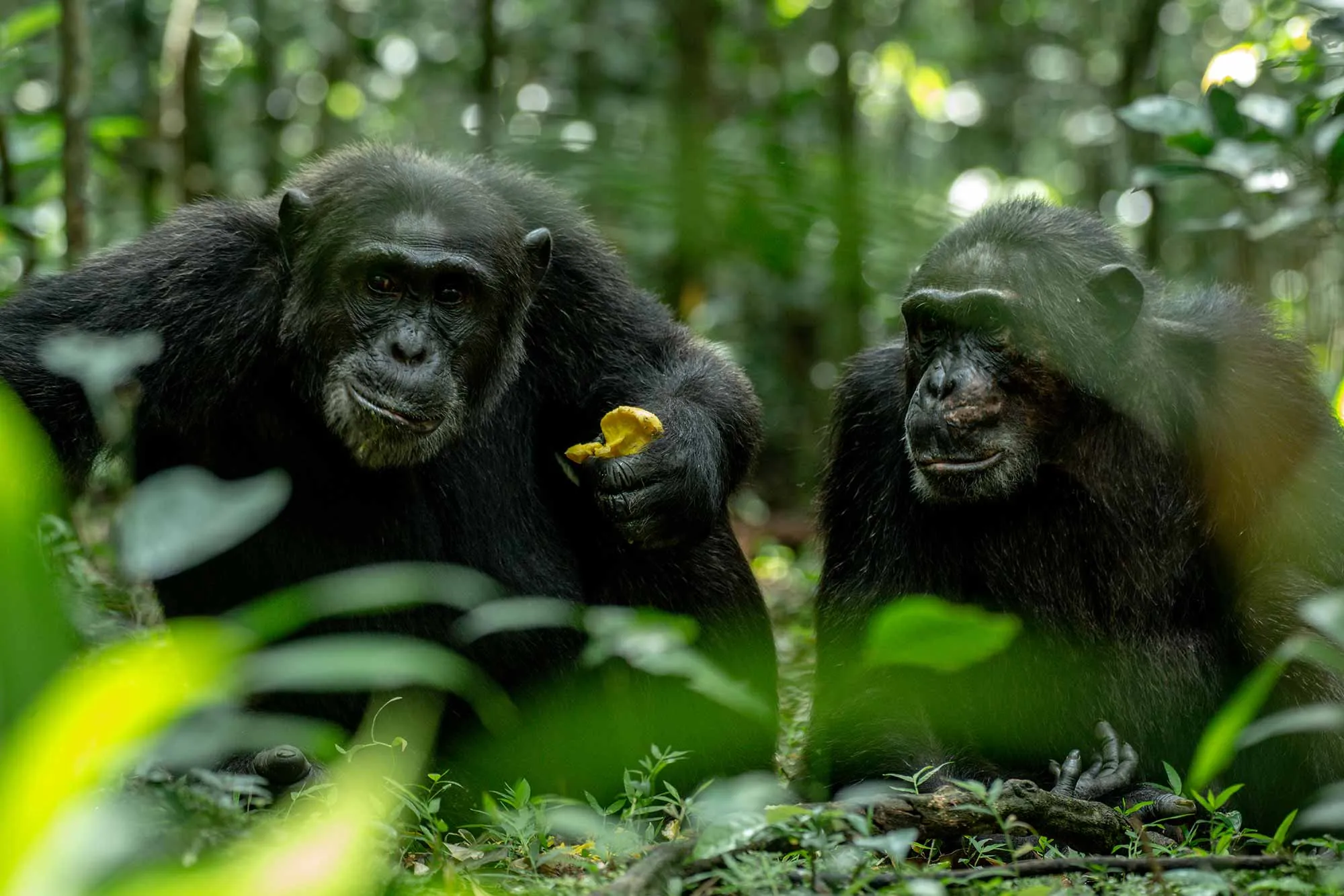 why Chimpanzee Trekking in Uganda