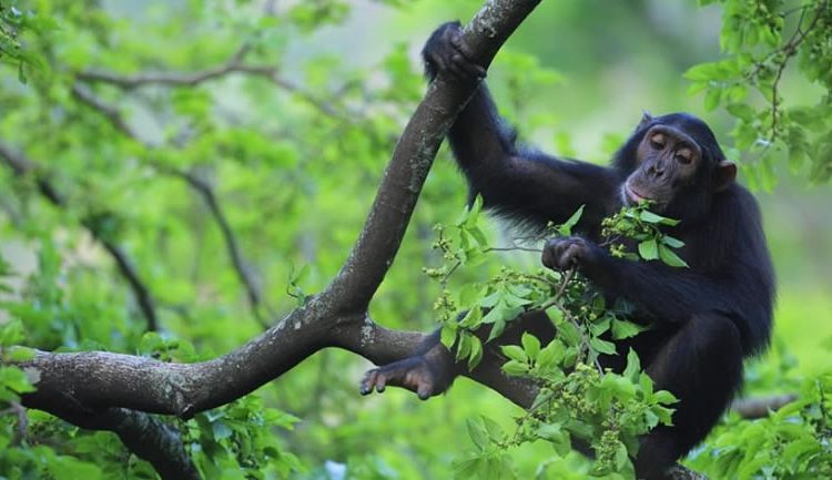 Kibale national park