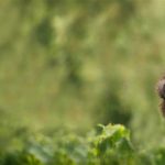 Gorilla Trekking in Volcanoes National Park, Rwanda