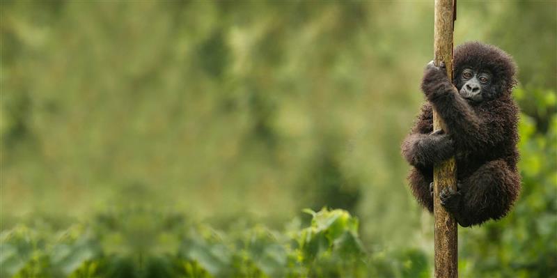 Gorilla Trekking in Volcanoes National Park, Rwanda