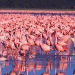 Best adventures to do at Lake Nakuru National Park- Kenya safaris