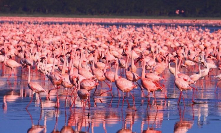 Best adventures to do at Lake Nakuru National Park- Kenya safaris