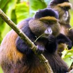 Golden Monkey trekking at Mgahinga National Park-Uganda safaris