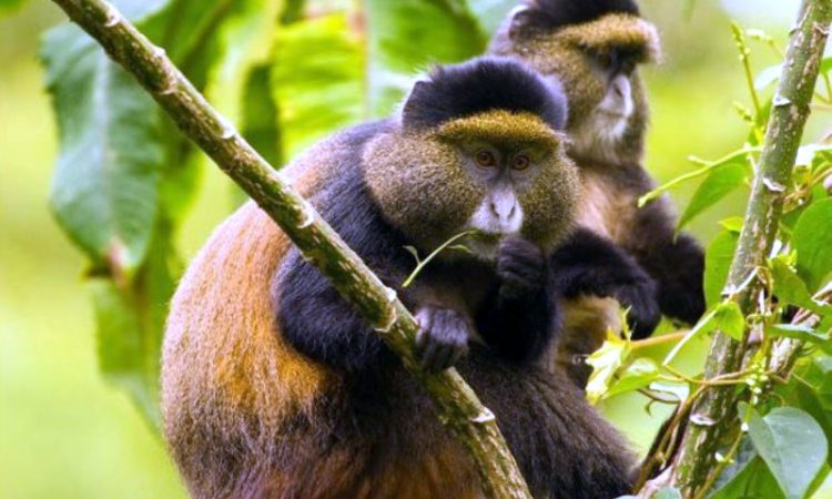 Golden Monkey trekking at Mgahinga National Park-Uganda safaris