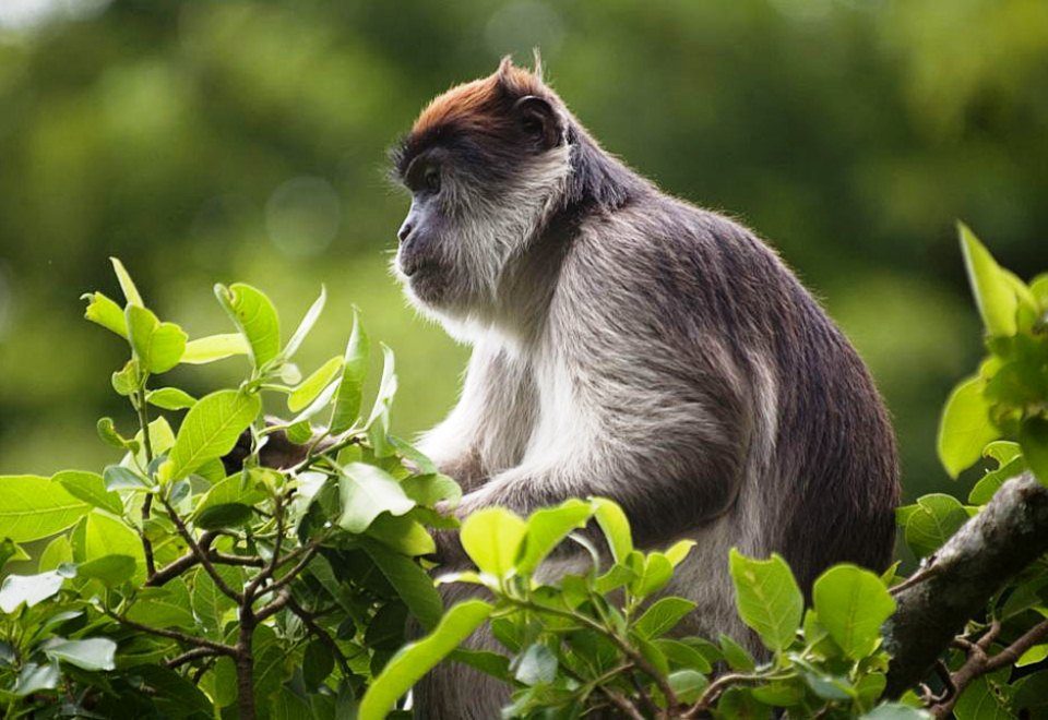 Wildlife at Kibale forest National Park- Uganda wildlife safaris