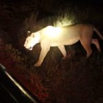 What to see on a night game drive at Queen Elizabeth National Park