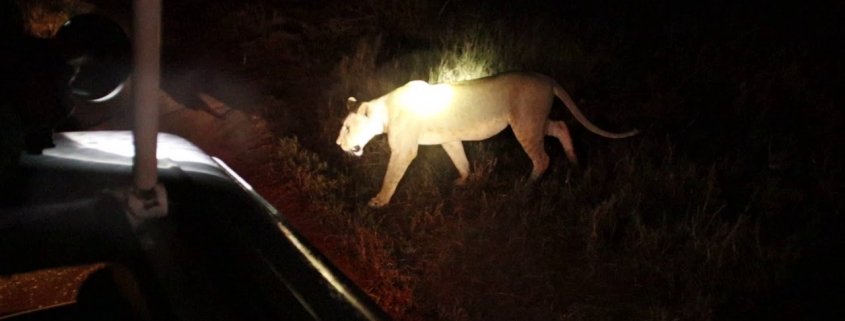 What to see on a night game drive at Queen Elizabeth National Park