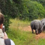 What to do at Zziwa Rhino sancturay besides rhino tracking