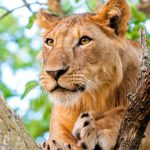 Best places to see lions in Uganda- Uganda wildlife safaris