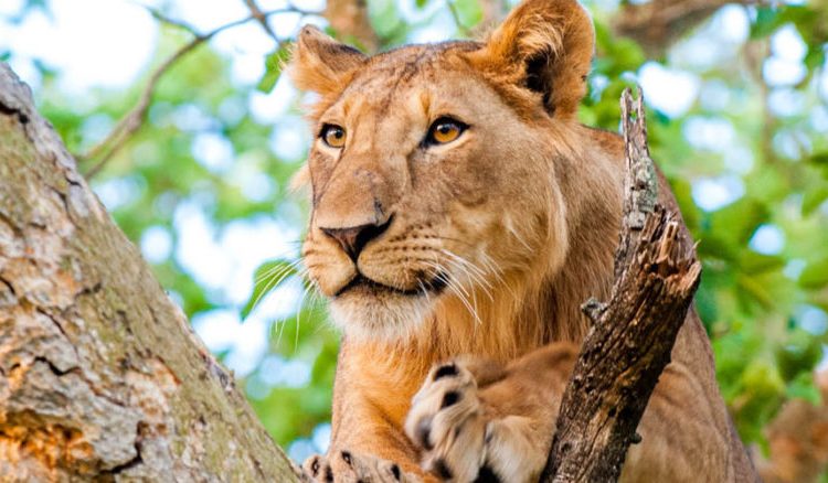 Best places to see lions in Uganda- Uganda wildlife safaris