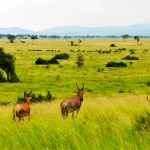 Uganda's new six gazetted National Parks- Uganda wildlife safaris