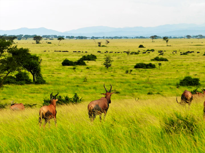 Uganda's new six gazetted National Parks- Uganda wildlife safaris