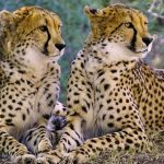 Where to see Cheetahs in Uganda- Uganda wildlife safaris