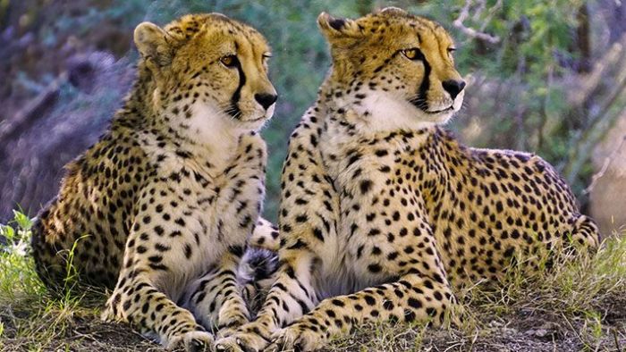 Where to see Cheetahs in Uganda- Uganda wildlife safaris