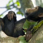Chimpanzee trekking experience at Kyambura Gorge