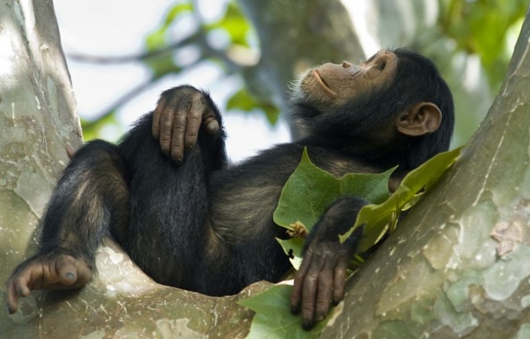 Chimpanzee trekking experience at Kyambura Gorge