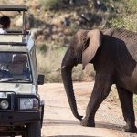 Where to see elephants on a Uganda safari