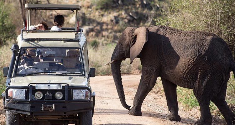 Where to see elephants on a Uganda safari