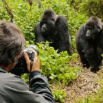 Gorilla trekking Vs Gorilla habituation in Bwindi